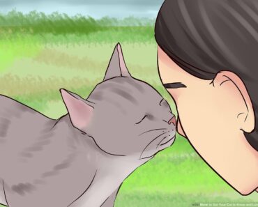 9 Signes que votre chat vous aime vraiment