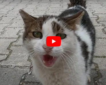 Le chat le plus bavard qui miaule et ronronne en même temps