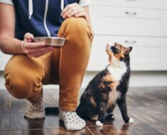 Pourquoi mon chat a-t-il toujours faim ? 7 raisons examinées par le vétérinaire