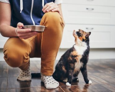 Pourquoi mon chat a-t-il toujours faim ? 7 raisons examinées par le vétérinaire