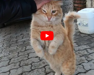 Ce chat montre à quel point elle m’aime avec ses gestes, si mignon