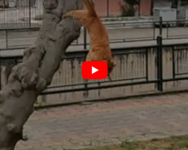 Quand le chat m’a vu, il a sauté de l’arbre et est venu vers moi, très mignon