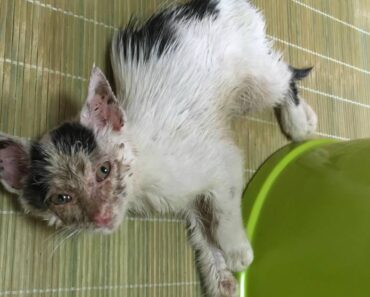 Une femme rencontre dans la rue un chaton malade et mourant qui appelle à l’aide et décide d’agir