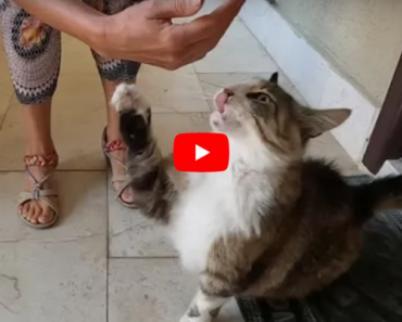 Un chat aux yeux me demande de l’amour en touchant ma main avec sa patte