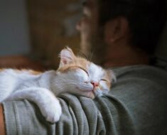Pourquoi les chats dorment-ils sur vous ? 5 raisons possibles