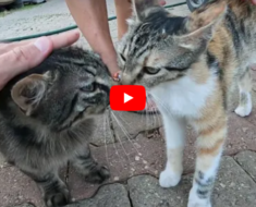 Deux chats essayant de comprendre qui ils sont en se reniflant sont si mignons