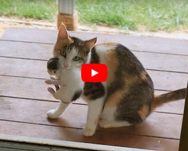 Mère chat appelle à l’aide à la porte, ils sont si beaux à regarder