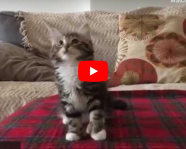 Ce chaton a les mouvements de « danse », vous ne pouvez pas le manquer