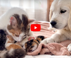 Un chiot rencontre maman chat avec des chatons nouveau-nés pour la première fois