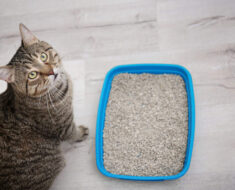 Pourquoi les chats font-ils caca hors de la litière et comment l’arrête