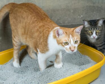 10 choses importantes que les vétérinaires veulent que chaque propriétaire de chat sache