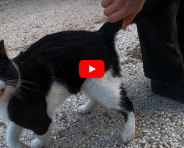 Ce chat qui miaule comme me parlant est incroyablement mignon