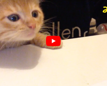 À chaque fois que son maître mange ce chaton gourmand a un rituel amusant