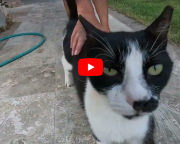 Ce chat mignon a plus besoin d’amour et d’attention que de nourriture