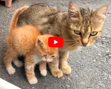 Un chaton affamé insiste pour sucer le lait de sa mère chat, très mignon