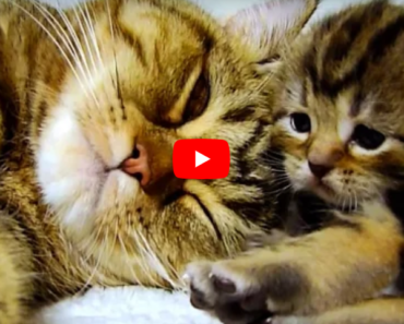 Maman chat parle à ses mignons chatons qui miaulent