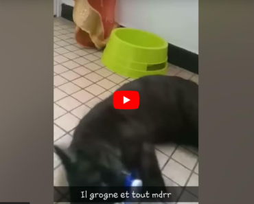Ce chat a une réaction amusante quand sa maîtresse veut lui enlever sa tototte
