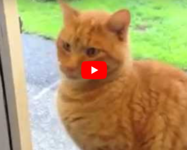 Ce chat a une technique intelligente pour que ses maitres lui ouvrent la porte