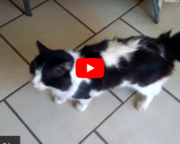 Quand un chat appelle un autre chat, trop choux !