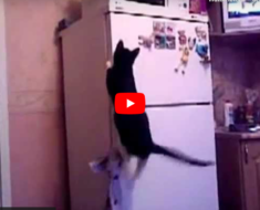 Ce chat veut monter sur le réfrigérateur mais tout ne se passe pas comme prévu !