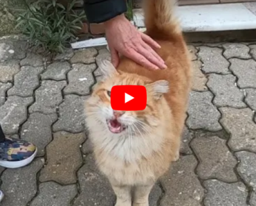 Ce chat dit avec son miaulement mignon, Où est ma nourriture ?