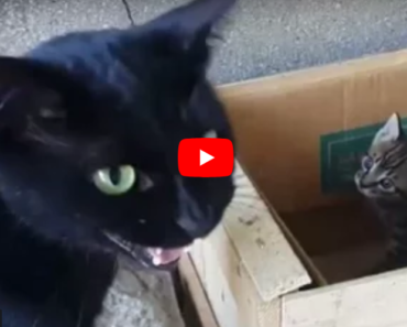 Mère chat parlant à son chaton, si drôle et adorable