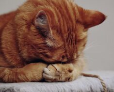 Pourquoi les chats se couvrent-ils le visage lorsqu’ils dorment ?