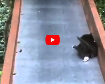 Ce chatons dramatiques sur une diapositive, si drôle et adorable