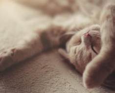 20 positions de sommeil pour les chats et ce qu’elles signifient
