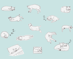 La signification secrète des positions de sommeil des chats