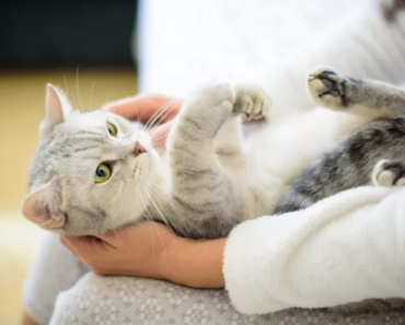 Les chats savent-ils quand vous êtes triste ?