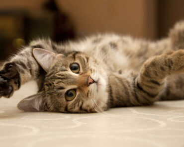 Quels sons font les chats heureux ?