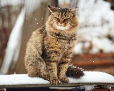 5 conseils pour vous aider à protéger votre chat des intempéries