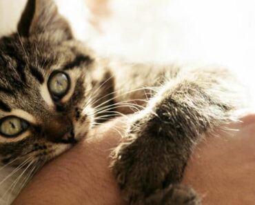 Pourquoi mon chat me mord-il doucement en ronronnant ?