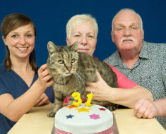 Le plus vieux chat du monde qui a récemment célébré son 31e anniversaire