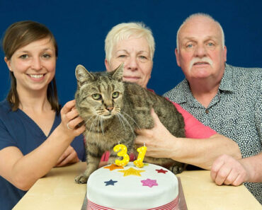 Le plus vieux chat du monde qui a récemment célébré son 31e anniversaire