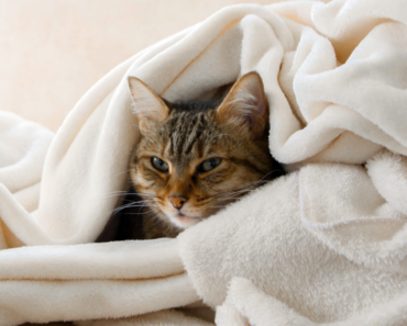 Pourquoi mon chat vomit-il un liquide clair et que puis-je faire ?