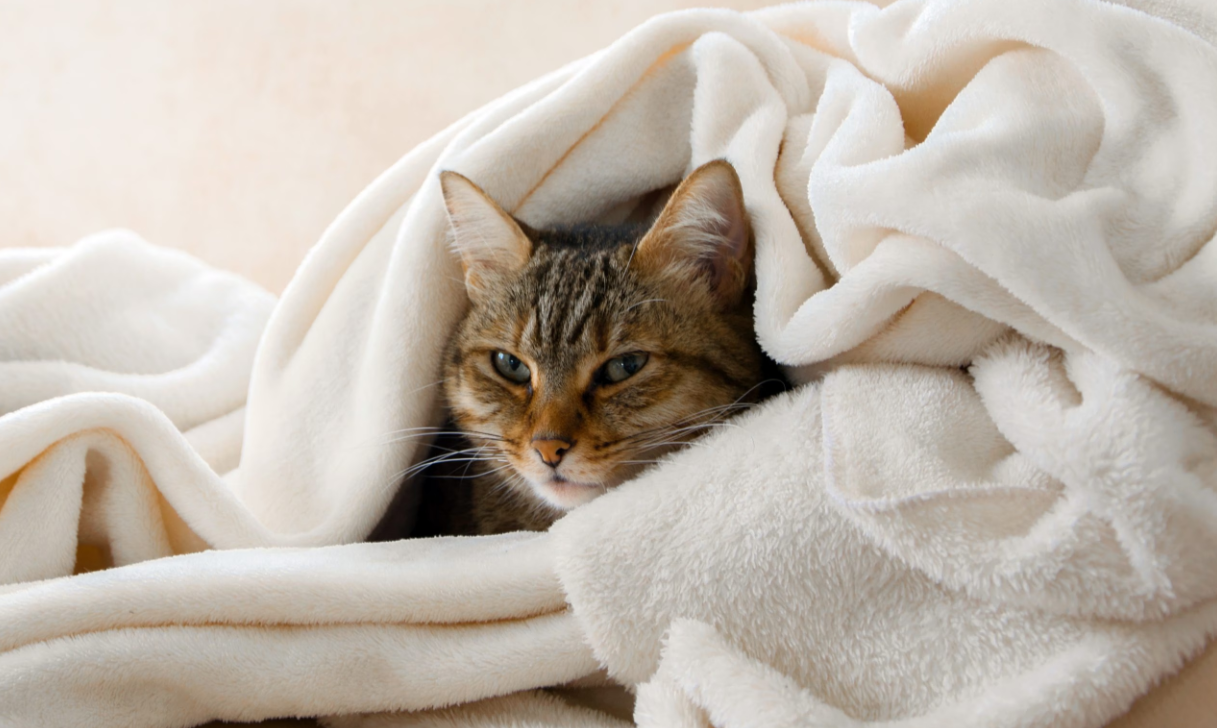 Pourquoi mon chat vomitil un liquide clair et que puisje faire ? BDAILY