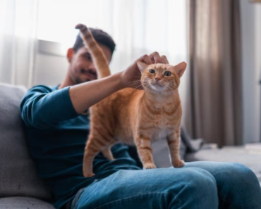 Combien de temps vivent les chats ? Voici à quoi s’attendre