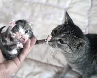 6 Signes indiquant que votre chat est sur le point d’avoir des chatons