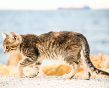 Comment savoir si les quartiers arrière de votre chat sont sains