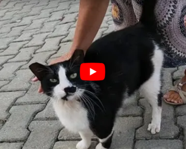 Ce chat réchauffera votre cœur avec ses trilles les plus mignons