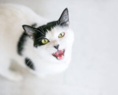 5 bruits de chat courants et leur signification