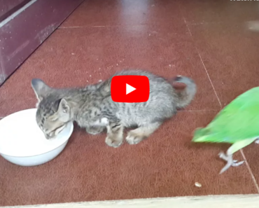 Ce chaton et ce perroquet se rencontrent pour la première fois, le plus mignon de tous les temps
