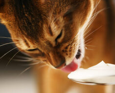 Les chats peuvent-ils manger du yaourt, Quand le yaourt est-il bon pour les chats ?