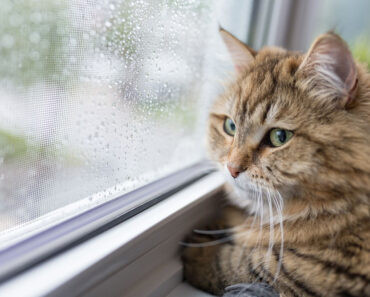 Pourquoi mon chat est-il triste, et comment puis-je le rendre heureux ?