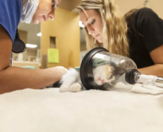Ce que vous devez savoir sur l’anesthésie pour votre chat
