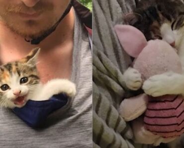 Un chaton errant se blottit contre un cycliste, grimpe sur son épaule et ne le lâche pas