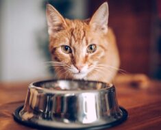 8 recettes de nourriture pour chats faites maison que votre ami félin adorera