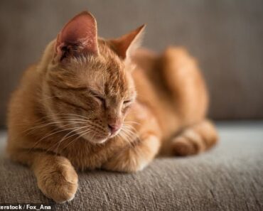 Tumeurs cérébrales chez les chats